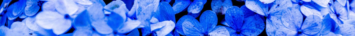 cropped-bloom-blossom-blue-587881-2-3.jpg
